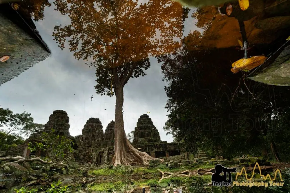 Tree roots engulfing the ruins of Ta Prohm temple